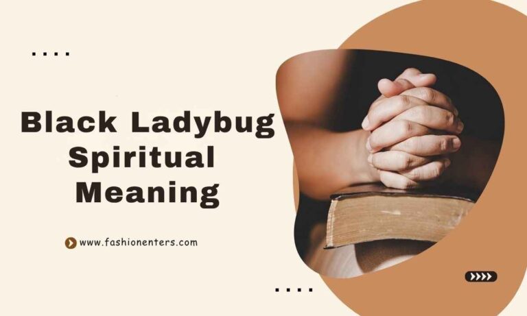 Black Ladybug Spiritual Meaning Feature Image